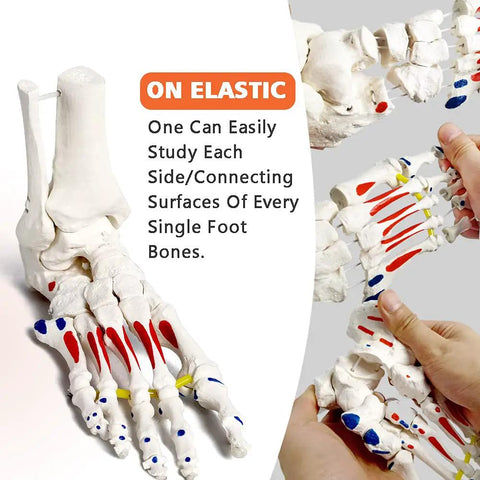 Dope Foot Skeleton Model With Elastic Bungee And Tibia-Fibula Stump for anatomy study, highlighting muscle origins and motion demo