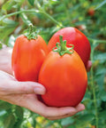 Hands holding three ripe Gladiator Hybrid Red Tomatoes in a garden, showcasing their 8 oz size and vibrant color. Ideal for slicing and paste.