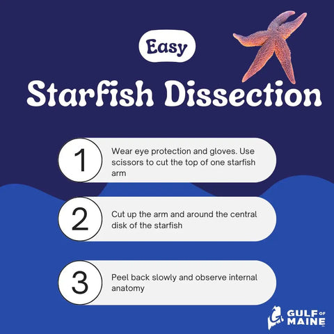 Infographic about Preserved Northern Sea Star 5 To 8 Inch Formalin Specimen For Marine Biology Study And Anatomy Dissection