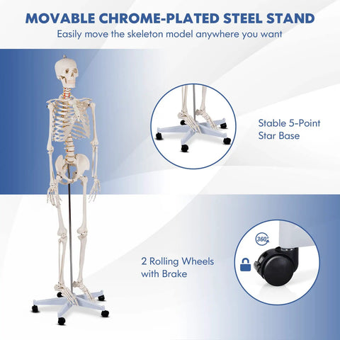 Life Size Human Skeleton Model, 70.8 Inches Tall with movable arms and legs on a rolling stand, detailed nervous system shown.