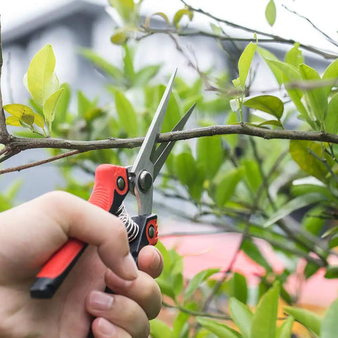 Workhorse Pruning Shears With Stainless Steel Blades And Ergonomic Non Slip Handles For Sharp Fast Cuts On Fruits Vegetables Flowers And Plants 8.1 Inch Garden Pruner For Easy Harvest cutting a branch