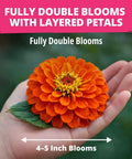 Zinnia Dahlia Seeds Pack 524 Premium Seeds For 2026 Non GMO Garden Blooms With Vibrant Double Flowers In Red Pink Orange White