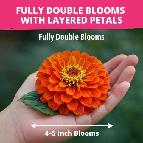 Zinnia Dahlia Seeds Pack 524 Premium Seeds For 2026 Non GMO Garden Blooms With Vibrant Double Flowers In Red Pink Orange White