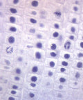 Onion Mitosis Prepared Microscope Slide 75x25mm For Plant Cell Division Study Allium Root Tips Every Stage Of Mitosis Visible Hands On Introductory Microscopy Lesson For Class, onion cells under microscope