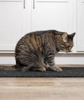 Cat sitting on Carpeted Indoor Entrance Mat 3 Ft By 4 Ft Charcoal For Home Or Biz Durable Floor Protector That Traps Dirt and Moisture