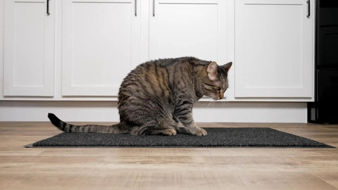 Cat sitting on Polynib Indoor Entryway Mat 3 X 6 Feet Charcoal For Home Or Office, No-Nonsense Dirt Trapper on floor