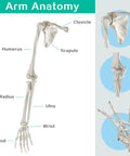 Life Size Upper Limb Skeleton Model With Movable Shoulder and Hand Joints, Clavicle and Scapula Included for Realistic Medical Education