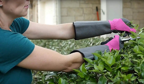 Woman pruning bush wearing Rose Pruning Gardening Gloves For Women With Long Sleeve Cuff, Thorn Resistant, Pink, Extra Long Wrist Protection.