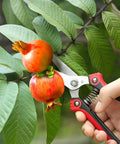 Workhorse Pruning Shears With Stainless Steel Blades And Ergonomic Non Slip Handles cutting pomegranates on tree.