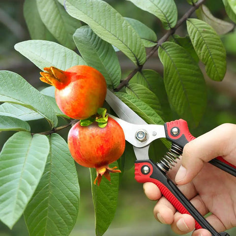 Workhorse Pruning Shears With Stainless Steel Blades And Ergonomic Non Slip Handles cutting pomegranates on tree.