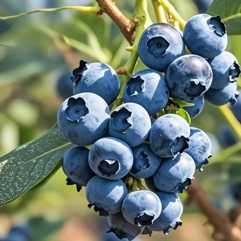 Close-up of ripe blueberries on a branch from the Massive 1700 Piece Mixed Fruit Seed Kit For Backyard Garden Planting.