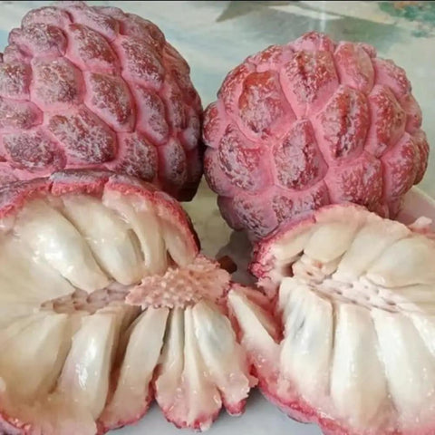 Red Sugar Apple Tree For Home Garden, Tropical Fruit Tree, 2 To 3 Ft Tall In A 3 Gallon Pot, No Fuss Grow Backyard Fruit Plant For Fresh Home Harvest With Easy Care; pink sugar apples