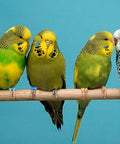 Four birds with Lightweight Aluminum Bird Foot Rings Set With Serial ID Tags Split Leg Anklets on perch
