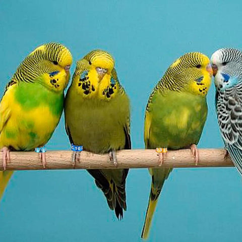Four birds with Lightweight Aluminum Bird Foot Rings Set With Serial ID Tags Split Leg Anklets on perch