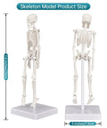 Mini Skeleton Model 7.8 Inch Anatomy Skeleton Figure With Movable Arms And Legs Detachable Skull Base Display dimensions shown