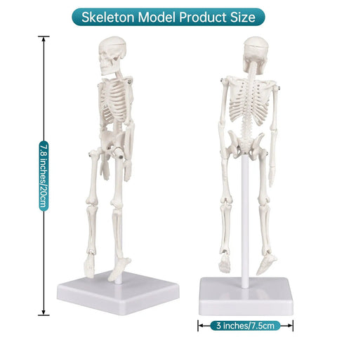 Mini Skeleton Model 7.8 Inch Anatomy Skeleton Figure With Movable Arms And Legs Detachable Skull Base Display dimensions shown