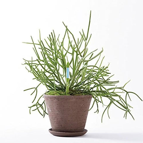 Bundle Of 2 Small Green Refillable Soil Moisture Meters For Indoor Potted Plants Leave In Probes That Continuously Track Soil Moisture Humidity And Water Level For Succulents And Small Pots No Fuss in small terracotta pot