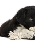 Puppy playing with 100 Percent Cotton Twisted Rope White Half Inch By 320 Feet USA Made Natural Cord For Macrame Crafts Baker And Butchers Twine