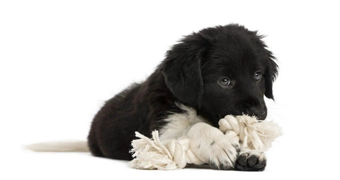Puppy playing with 100 Percent Cotton Twisted Rope White Half Inch By 320 Feet USA Made Natural Cord For Macrame Crafts Baker And Butchers Twine