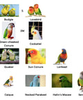 Illustrated chart of various birds including Budgie, Lovebird, Cockatiel, and others suitable for Soft Fleece Parrot Flight Harness Vest.
