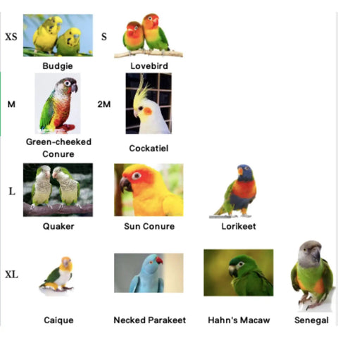 Illustrated chart of various birds including Budgie, Lovebird, Cockatiel, and others suitable for Soft Fleece Parrot Flight Harness Vest.