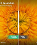 1080p versus 720p resolution on a yellow flower, showcasing FHD clarity on Acer monitor with blurred comparison.