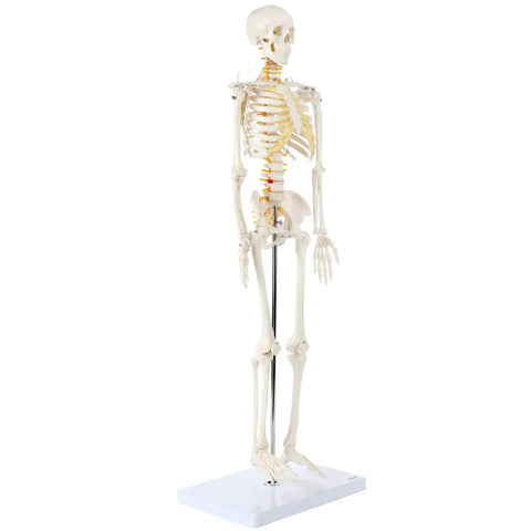 Mini Human Skeleton Model With Metal Stand, 31 Inch Tall, Fully Articulated Joints, Removable Arms And Legs, Easy Assembly