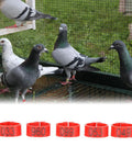 Pigeons wearing Sturdy As Heck Plastic Clip On Poultry Leg Bands 100 Pack for Birds Identification, red leg rings visible