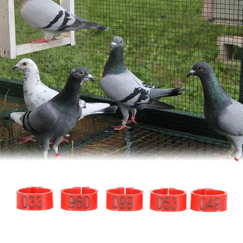 Pigeons wearing Sturdy As Heck Plastic Clip On Poultry Leg Bands 100 Pack for Birds Identification, red leg rings visible