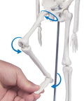 17.7 Inch Hands On Human Skeleton Model For Anatomy With Movable Shoulders Elbows Wrists Knees Ankles Articulated Bone Structure
