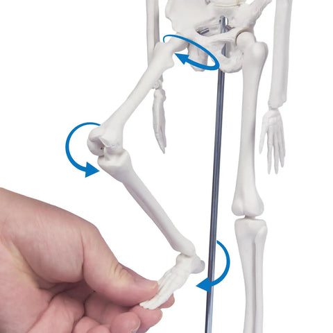 17.7 Inch Hands On Human Skeleton Model For Anatomy With Movable Shoulders Elbows Wrists Knees Ankles Articulated Bone Structure