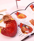 Life Size Human Heart Model Hands On With 34 Labeled Structures And Two Part Magnetic Design Mounted On Base Includes Anatomy Study Manual For Medical Students And Educational Labs with open manual
