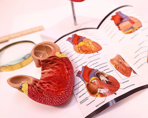 Life Size Human Heart Model Hands On With 34 Labeled Structures And Two Part Magnetic Design Mounted On Base Includes Anatomy Study Manual For Medical Students And Educational Labs with open manual