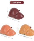 Hella Realistic Silicone Liver Anatomy Set Featuring Three Straight Up Life Size Medical Teaching Models with normal and fatty liver versions.