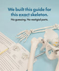 Life Size Skeleton Model For Anatomy Study With Fully Articulated Joints, Hands On Demonstration showing guide and pelvic stand