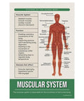 Poster of muscular system from Eight Essential Human Body Systems Posters Set For Science Classrooms, 12 x 18 inch, Made in USA.