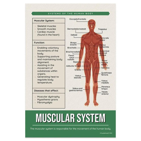 Poster of muscular system from Eight Essential Human Body Systems Posters Set For Science Classrooms, 12 x 18 inch, Made in USA.