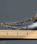 30 Pcs Natural White Black Barred Grizzly Rooster Hackles For Streamers Wet Flies And Fly Fishing Tying Feathers shown with ruler for scale