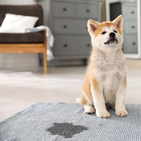 Puppy sitting on a rug with a wet spot, illustrating need for Fast 505 Cleaner And Degreaser 128 Ounces for home surfaces.