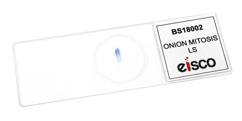 Classroom Onion Mitosis Slides Pack 10 Prepared Microscope Slides With Allium Root Tips 75 X 25mm See Every Stage Of Mitosis Durable Polystyrene Storage Box Included For Easy Hands On Lab Setup. Single prepared onion mitosis slide in plastic holder
