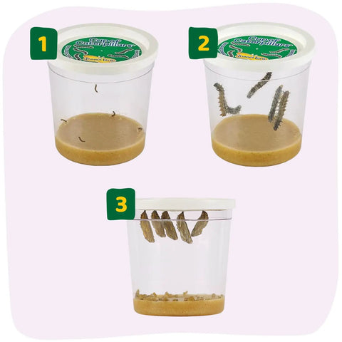 Cup Of Caterpillars Basic Refill Kit With Five Live Painted Lady Caterpillars And Food For A Butterfly Garden Habitat Perfect For Hands On STEM Activities For Kids And Classrooms, three view cups