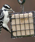 Single Cake Suet Cage Bird Feeder For Clinging Birds Holds One Suet Cake Or Small Seed Cakes Black Durable Cage Feeder For Woodpeckers Nuthatches Chickadees And More Backyard Favorite Easy Fill with a woodpecker feeding.