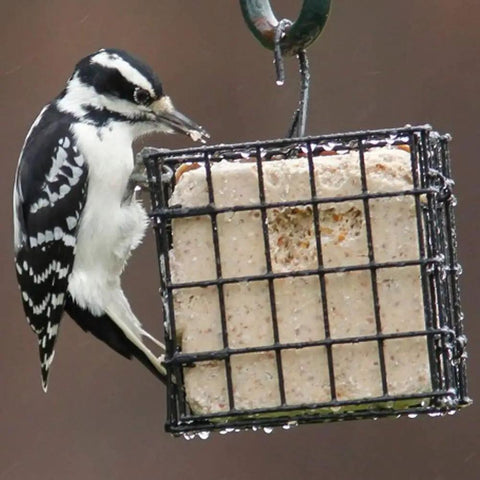 Single Cake Suet Cage Bird Feeder For Clinging Birds Holds One Suet Cake Or Small Seed Cakes Black Durable Cage Feeder For Woodpeckers Nuthatches Chickadees And More Backyard Favorite Easy Fill with a woodpecker feeding.