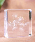 12 Pack Tiny Nature Plant Specimens In Resin For Crystal Clear Close Ups And Study, featuring delicate dandelion seeds.