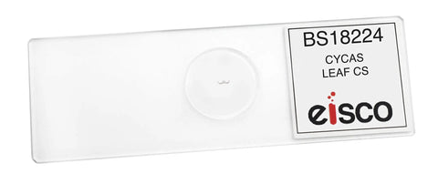 Cycas Leaf Cross Section Microscope Slide Prepared for Biology Classrooms and Microscopy Study, 75 x 25 mm, Perfect for Exploring Leaf Structure and Function, NGSS Ready, Protective Cardboard Case Included, labeled case