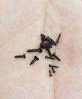 Black Carbon Steel Tiny Phillips Pan Head Self Tapping Screws in hand, various sizes for electronics precision repairs.