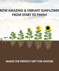 All-In-One Sunflower Garden Kit For Beginners Grow Five Colorful Varieties Like Teddy Bear Lemon Queen Red Velvet Queen Chocolate Cherry And Black Oil Sunflowers Awesome Gift Seed Variety Pack Easy Start diagram showing sunflower growth stages.