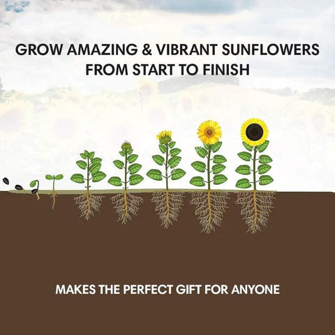 All-In-One Sunflower Garden Kit For Beginners Grow Five Colorful Varieties Like Teddy Bear Lemon Queen Red Velvet Queen Chocolate Cherry And Black Oil Sunflowers Awesome Gift Seed Variety Pack Easy Start diagram showing sunflower growth stages.