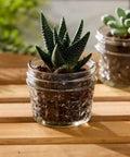 Wide Mouth Quilted Crystal Jelly Jars used as planters on wooden table, quarter pint size, pack of 6, featuring succulents