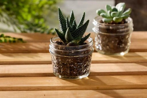 Wide Mouth Quilted Crystal Jelly Jars used as planters on wooden table, quarter pint size, pack of 6, featuring succulents
